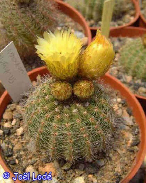 Parodia Muricata