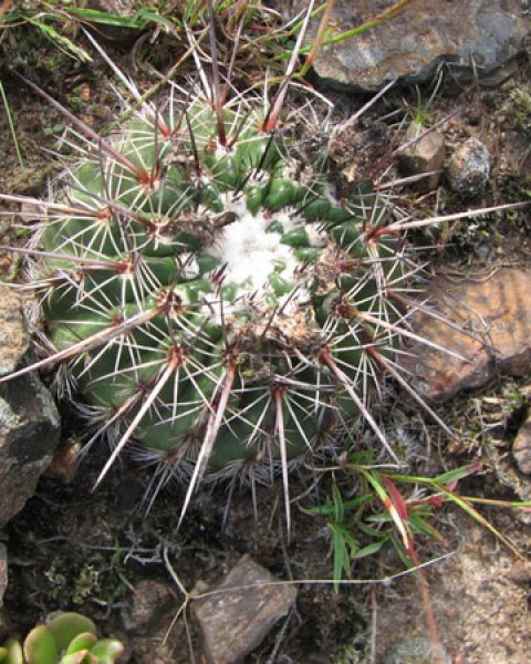 Parodia Neoarechavaletae