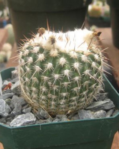 Parodia Neohorstii