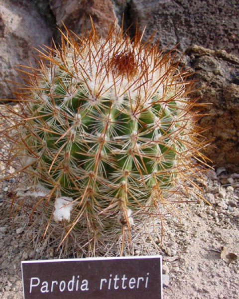 Parodia Ritteri