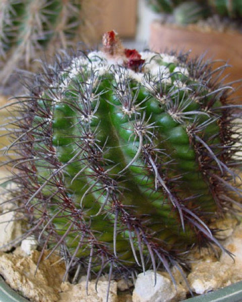 Parodia Subterranea