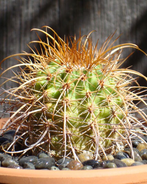 Parodia Tuberculata