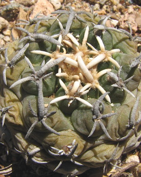 Pediocactus Peeblesianus