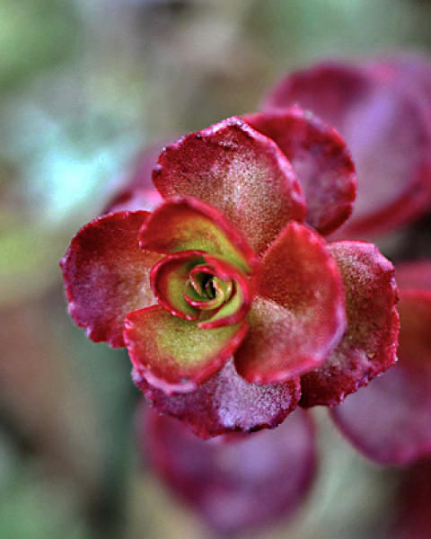 Phedimus spurius 'Voodoo'
