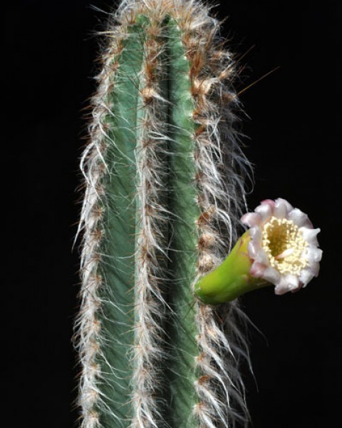 Pilosocereus Albisummus
