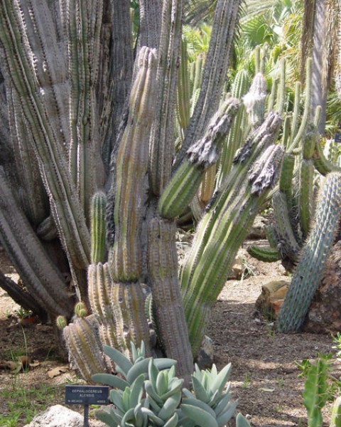 Pilosocereus Alensis
