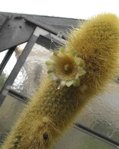 Pilosocereus Aureispinus