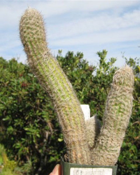 Pilosocereus Aurisetus