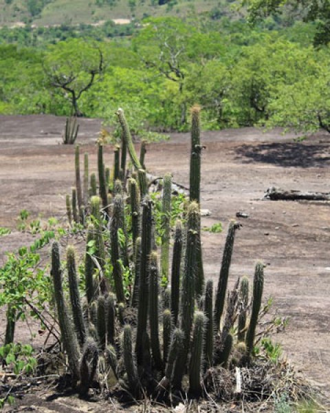 Pilosocereus Jauruensis