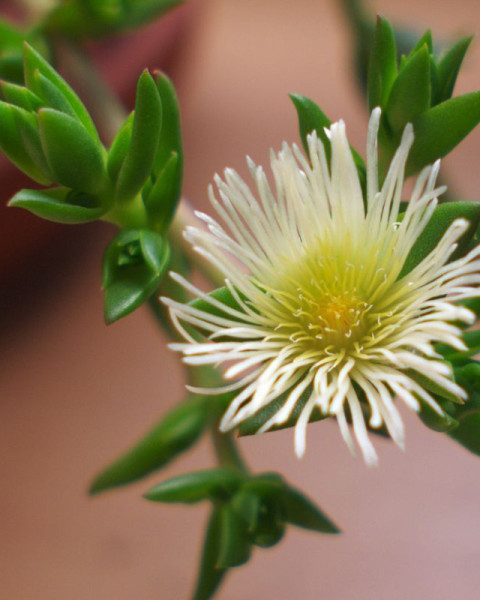 Sceletium
