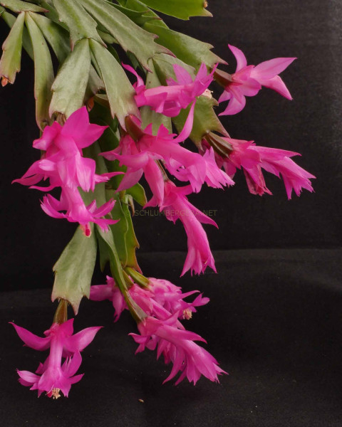 Schlumbergera kautskyi