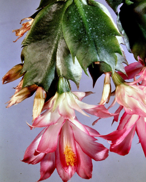 Schlumbergera orssichiana