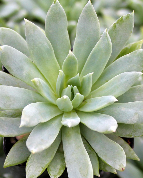 Sedeveria 'Fanfare'
