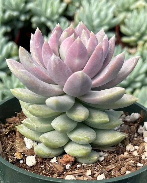 Sedeveria 'Lilac Mist'