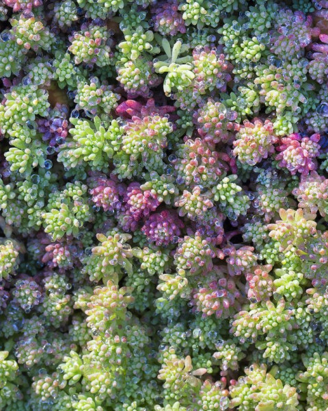 Sedum