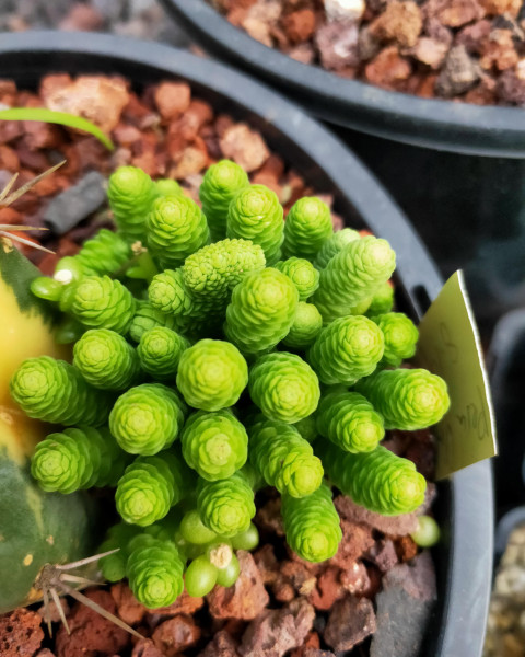 Sedum greggii
