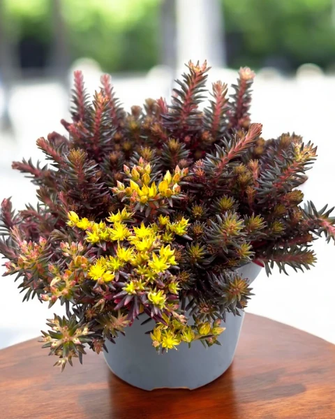 Sedum hakonense 'Chocolate Ball'