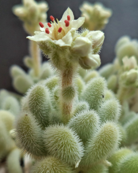 Sedum hintonii
