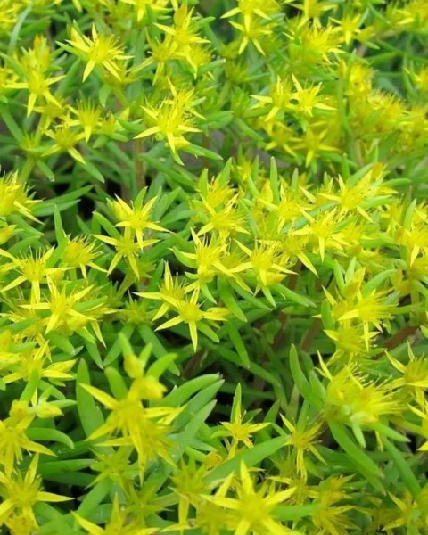 Sedum lineare