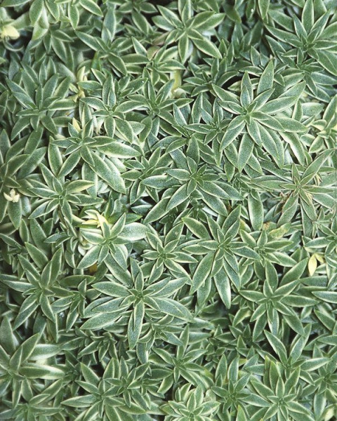 Sedum lineare 'Variegatum'