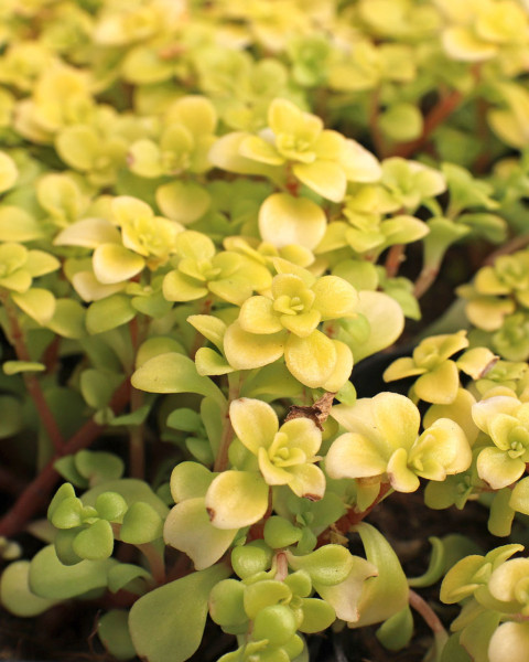 Sedum makinoi 'Ogon'