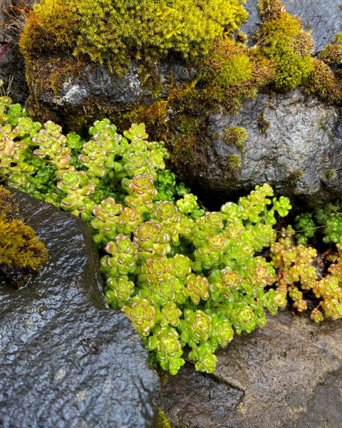 Sedum oreganum