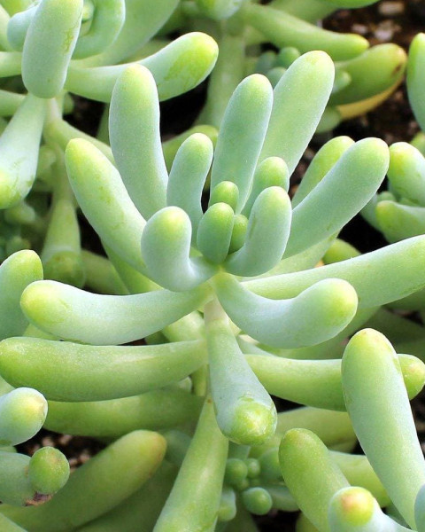 Sedum pachyphyllum