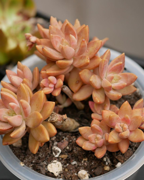 Sedum 'Pat's Pink'