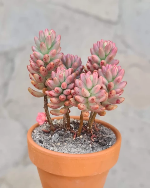 Sedum rubrotinctum 'Aurora'