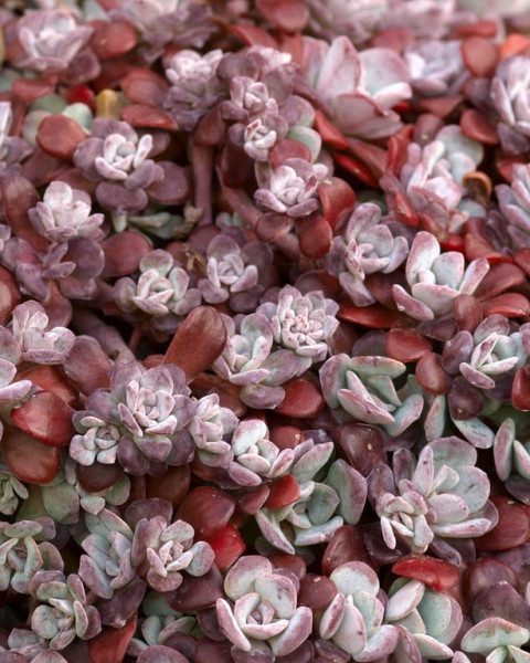 Sedum spathulifolium 'Purpureum'