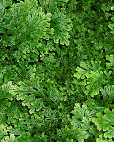 Selaginella