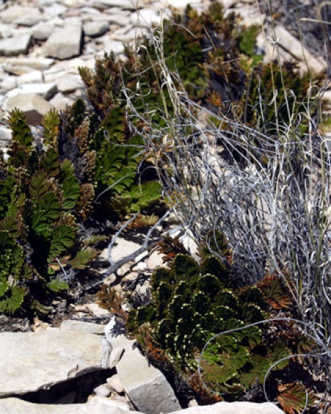 Selaginella
