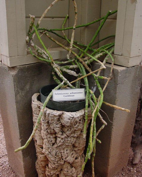 Selenicereus Urbanianus