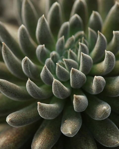 Sinocrassula yunnanensis