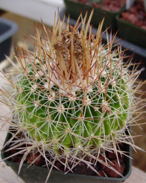 Stenocactus Ochoterenanus