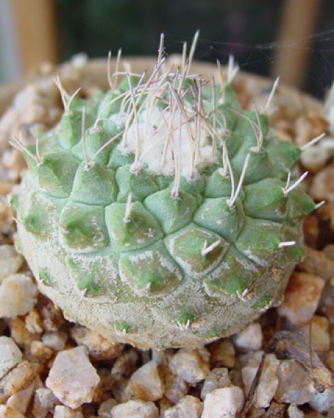 Strombocactus Disciformis
