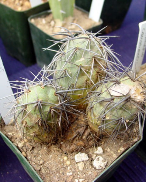 Tephrocactus Alexanderi