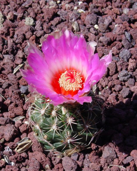 Thelocactus Bicolor