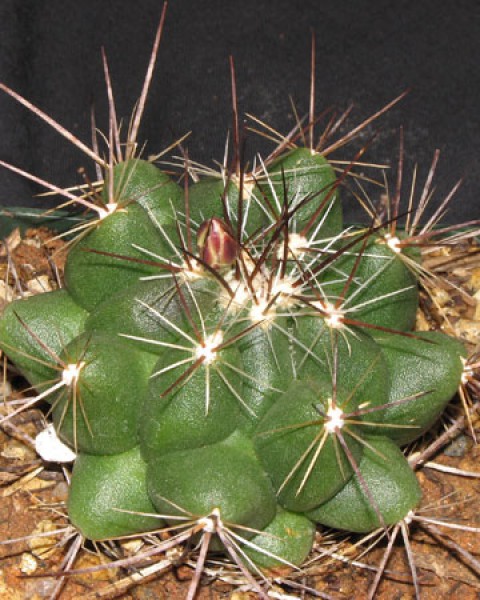 Thelocactus Garciae
