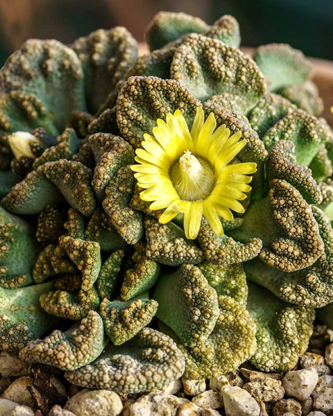 Titanopsis
