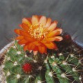Acanthocalycium Ferrarii
