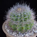 Acanthocalycium Klimpelianum