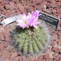 Acanthocalycium Spiniflorum