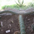 Acanthocereus Baxaniensis