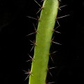 Acanthocereus Colombianus