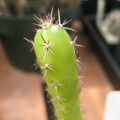 Acanthocereus Horridus