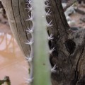 Acanthocereus Occidentalis