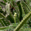 Acanthocereus tetragonus