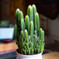 Acanthocereus tetragonus 'Fairy Castle'