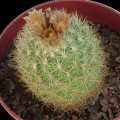 Acharagma Roseana